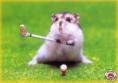 /album/fotogalerij/hamster-slaat-raak-jpg/